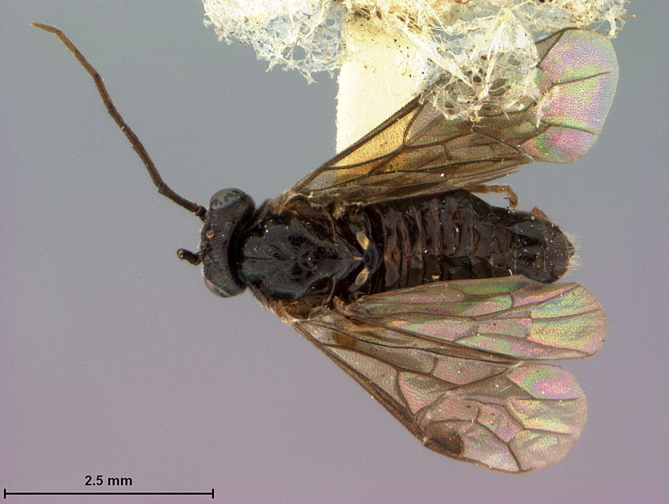 Image of Priophorus Dahlbom 1835