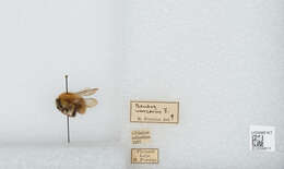 Image of Bombus muscorum (Linnaeus 1758)