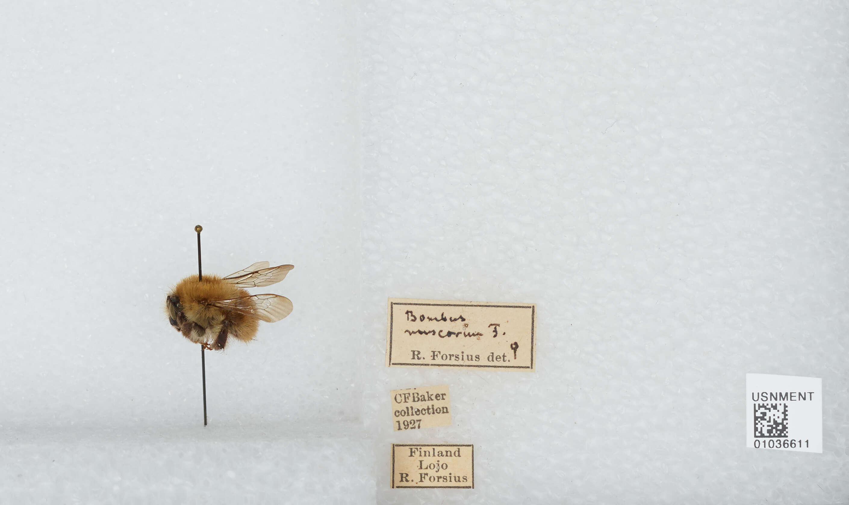 Image of Bombus muscorum (Linnaeus 1758)