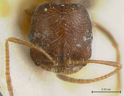 Image of Monomorium chobauti ajjer Bernard 1953