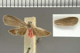 Image of Lycomorphodes genificans Dyar 1914