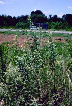 Oenothera elata subsp. hirsutissima (A. Gray ex S. Wats.) W. Dietrich的圖片