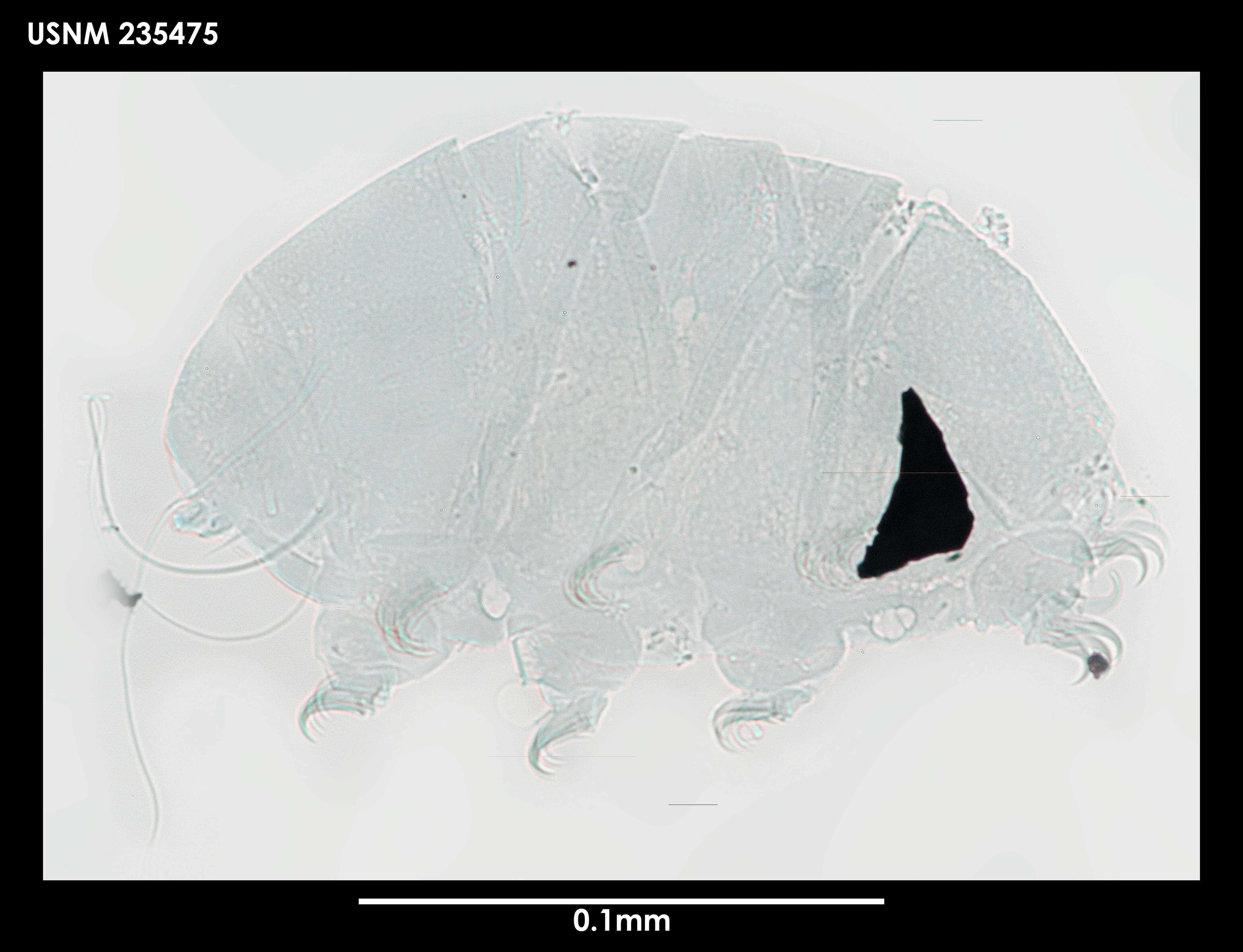 Image de Echiniscus capillatus Ramazzotti 1956