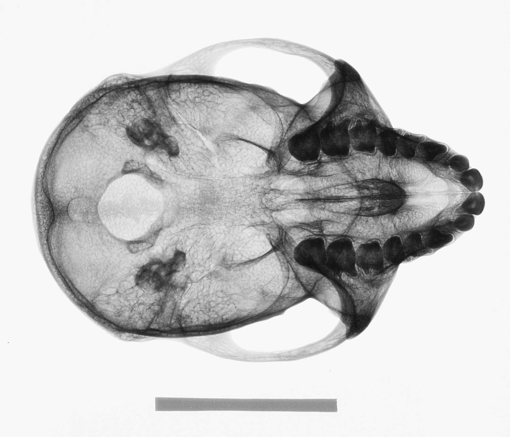 Слика од Macaca cyclopis (Swinhoe 1863)