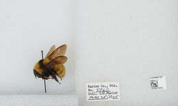 Image of Yellow Bumblebee