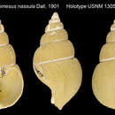 Image of Pseudoliomesus nassula (Dall 1901)