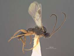 Image of Centistes epicaeri Muesebeck 1958