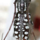 Image of Anamera densemaculata Breuning 1940