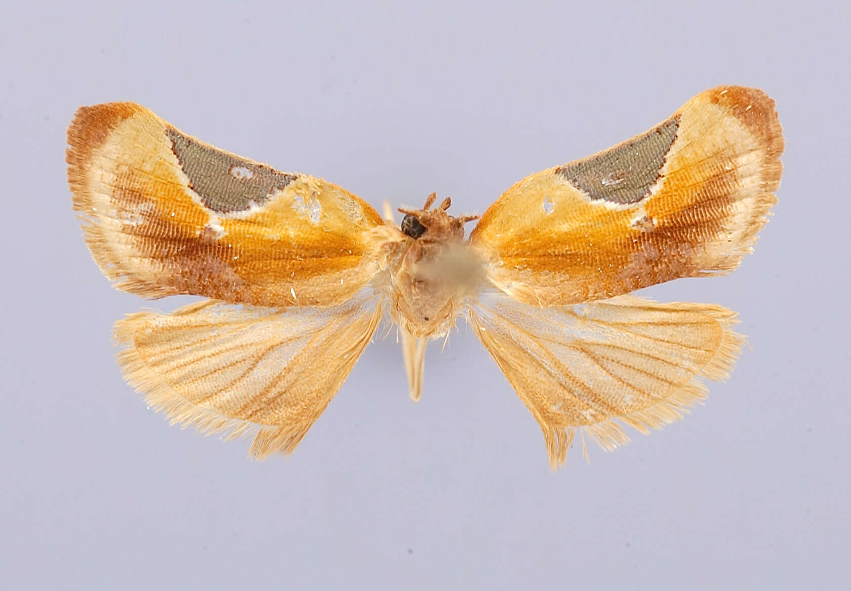 Image of Cuproxena virifloscula Brown 1991