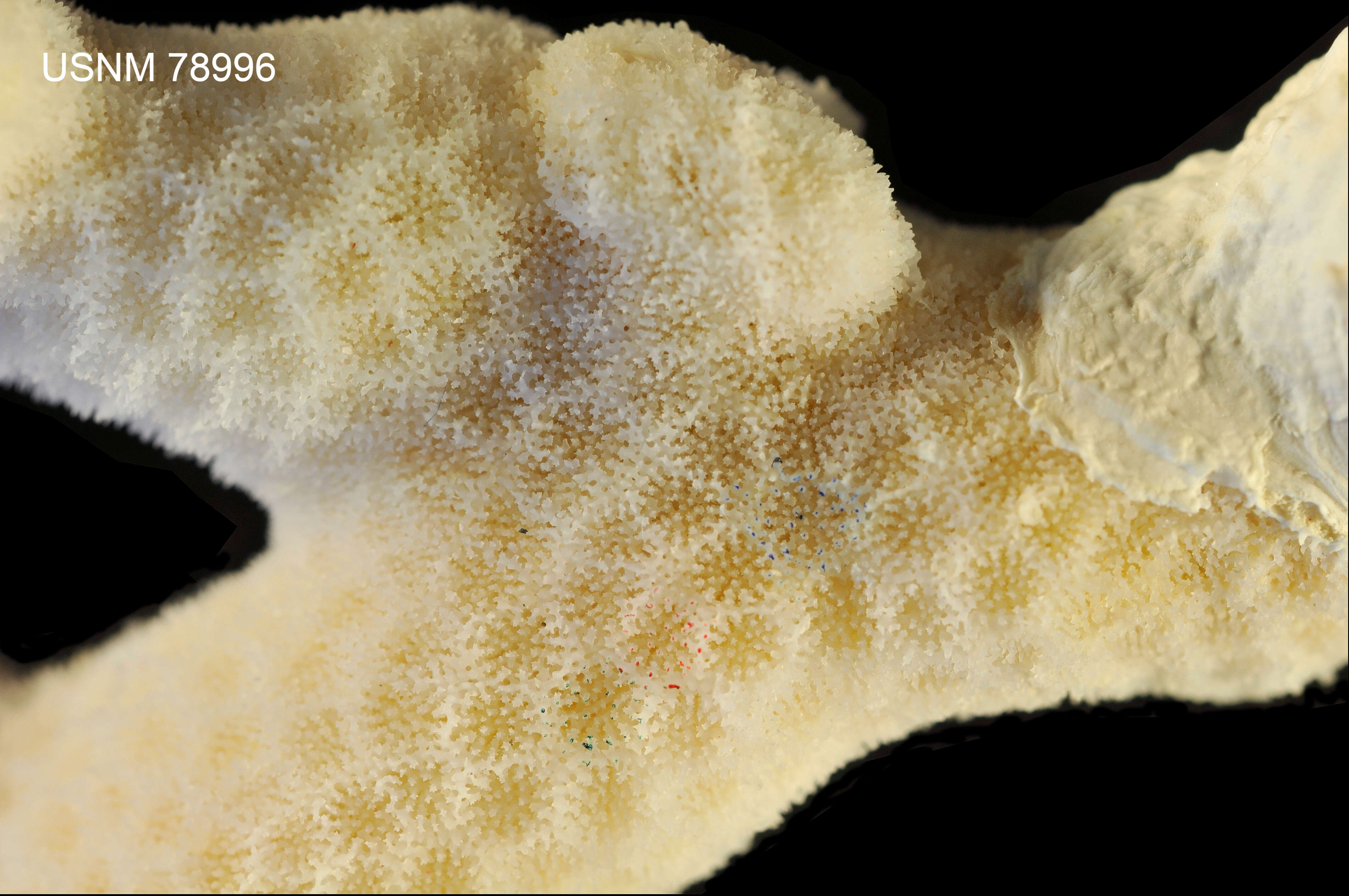 Image of Thin Finger Coral