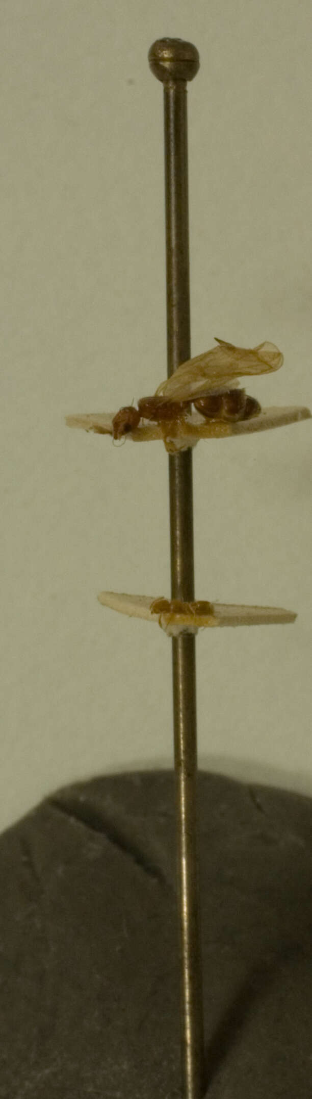 Image of Pheidole rinae tipuna Forel 1912