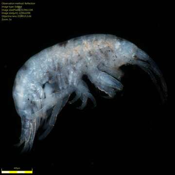 Image of Amphipoda