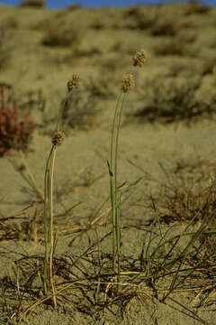 Image of Alpine Foxtail