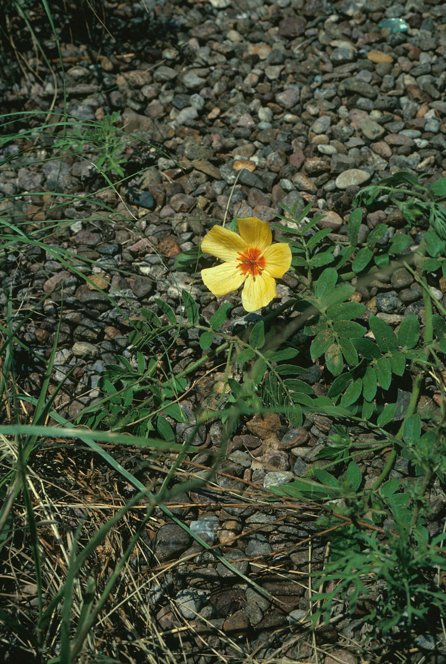 Image de Kallstroemia grandiflora Torr. ex A. Gray