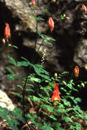 Image of red columbine