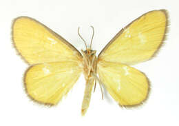 Image of Cortixa aurudaria Schaus 1901