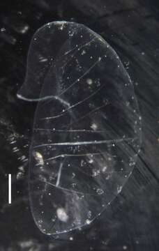 Image of Apolemia rubriversa Siebert, Pugh, Haddock & Dunn 2013