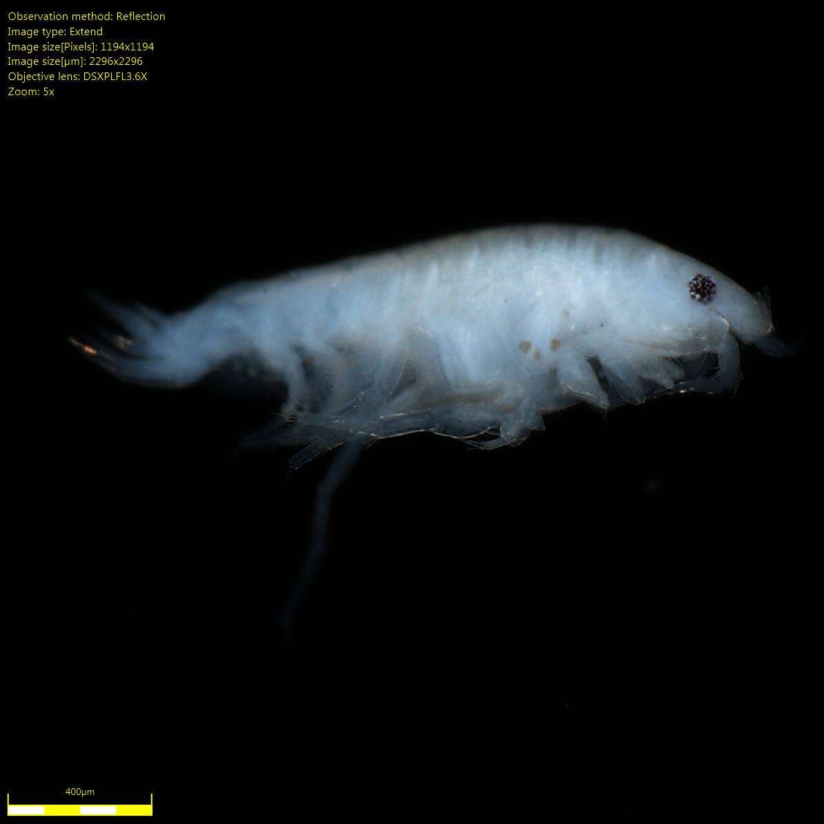 Image of Amphipoda