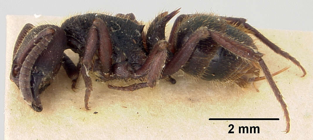 Image of Phrynoponera gabonensis var. esta