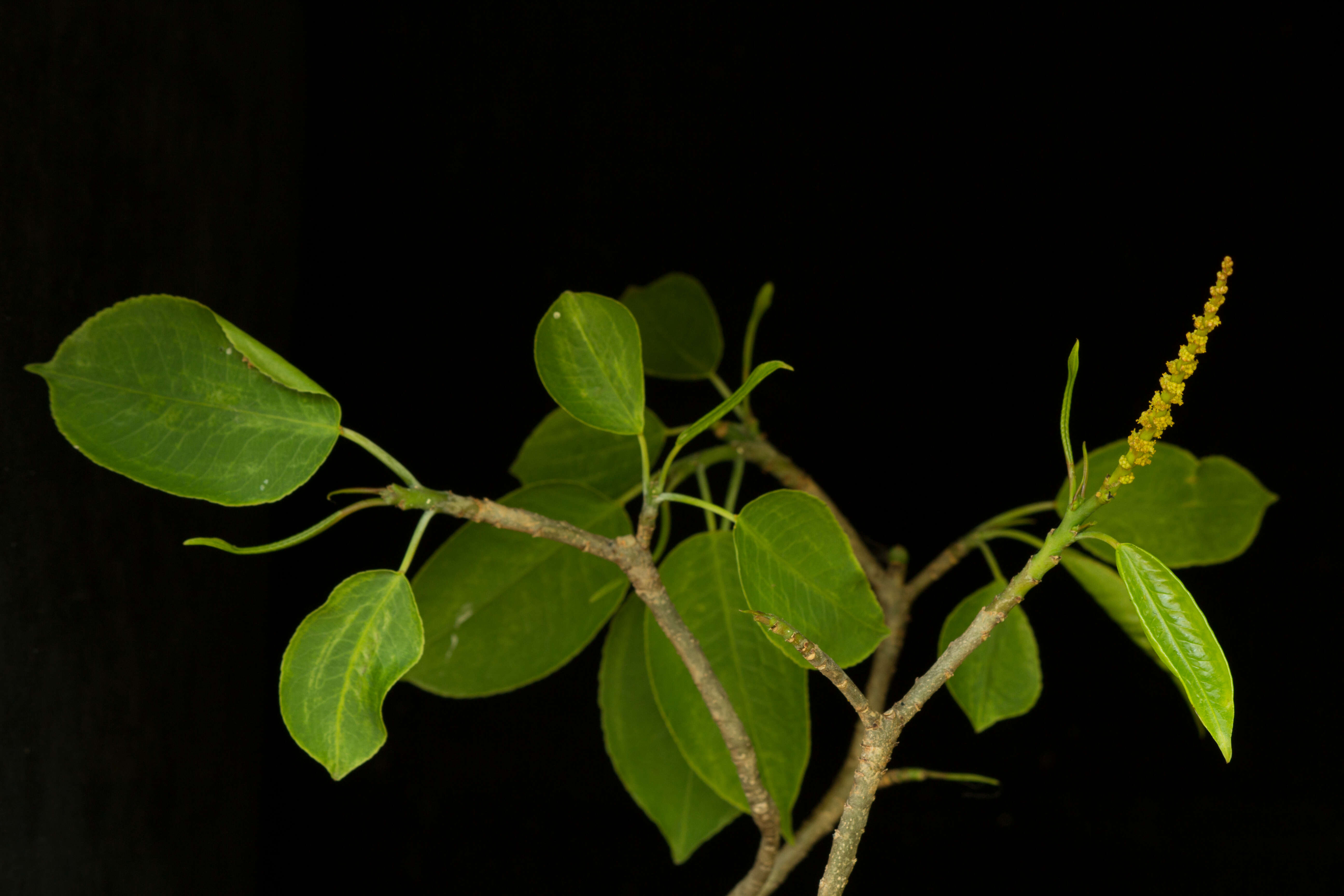 Imagem de Pleradenophora tikalana (Lundell) A. L. Melo & Esser