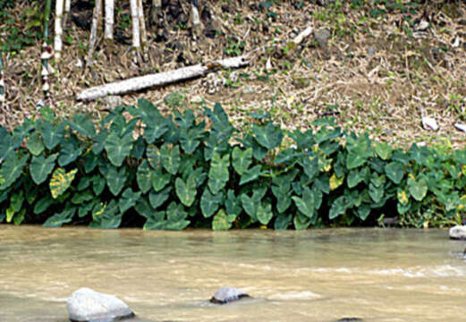 Image of Wild Taro