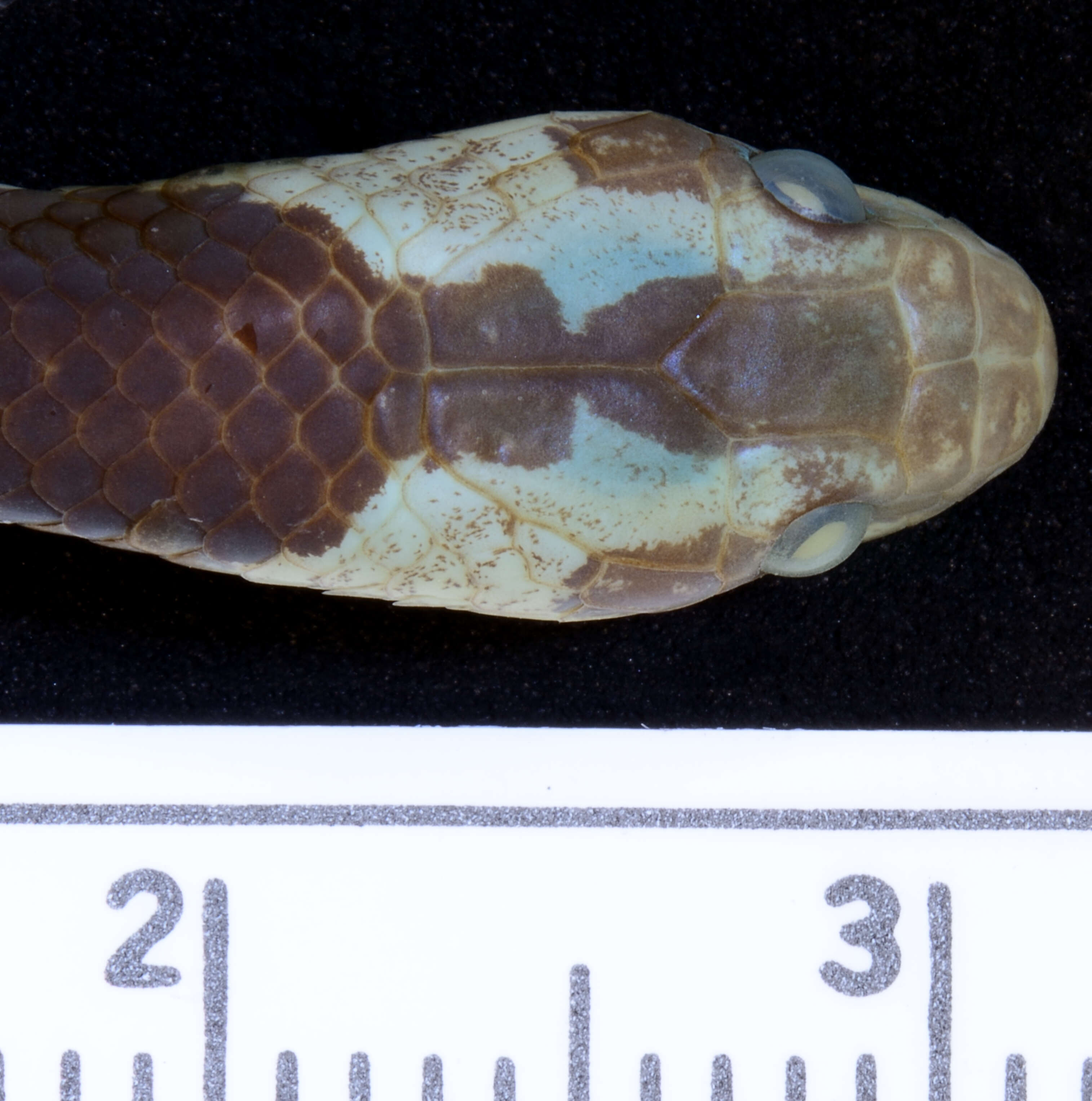 Image of Blanford's Bridal Snake