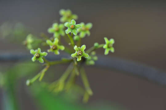 Слика од Cheiloclinium Miers