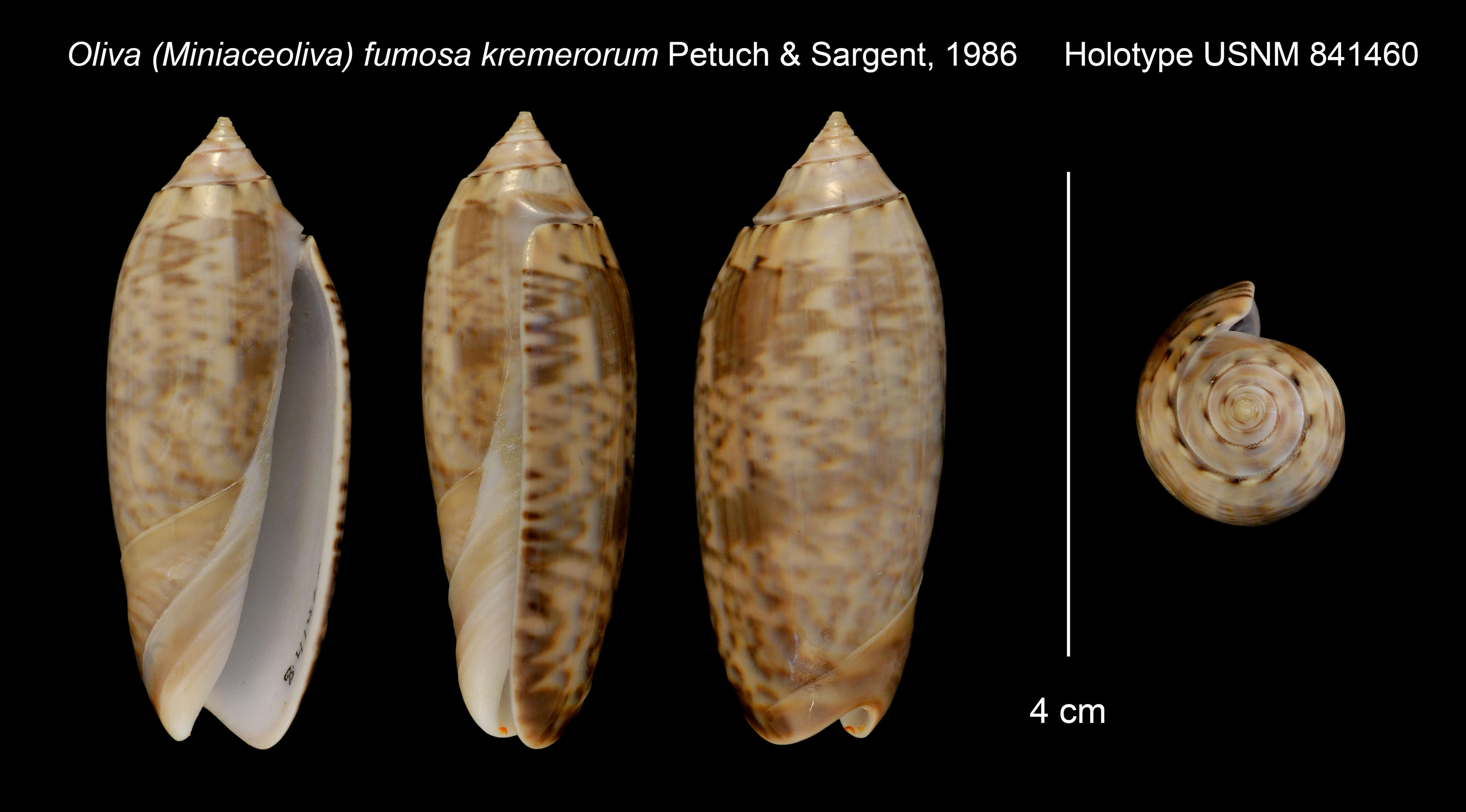 Image of Oliva fumosa kremerorum Petuch & Sargent 1986