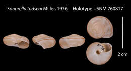 Image of Sonorella todseni W. B. Miller 1976