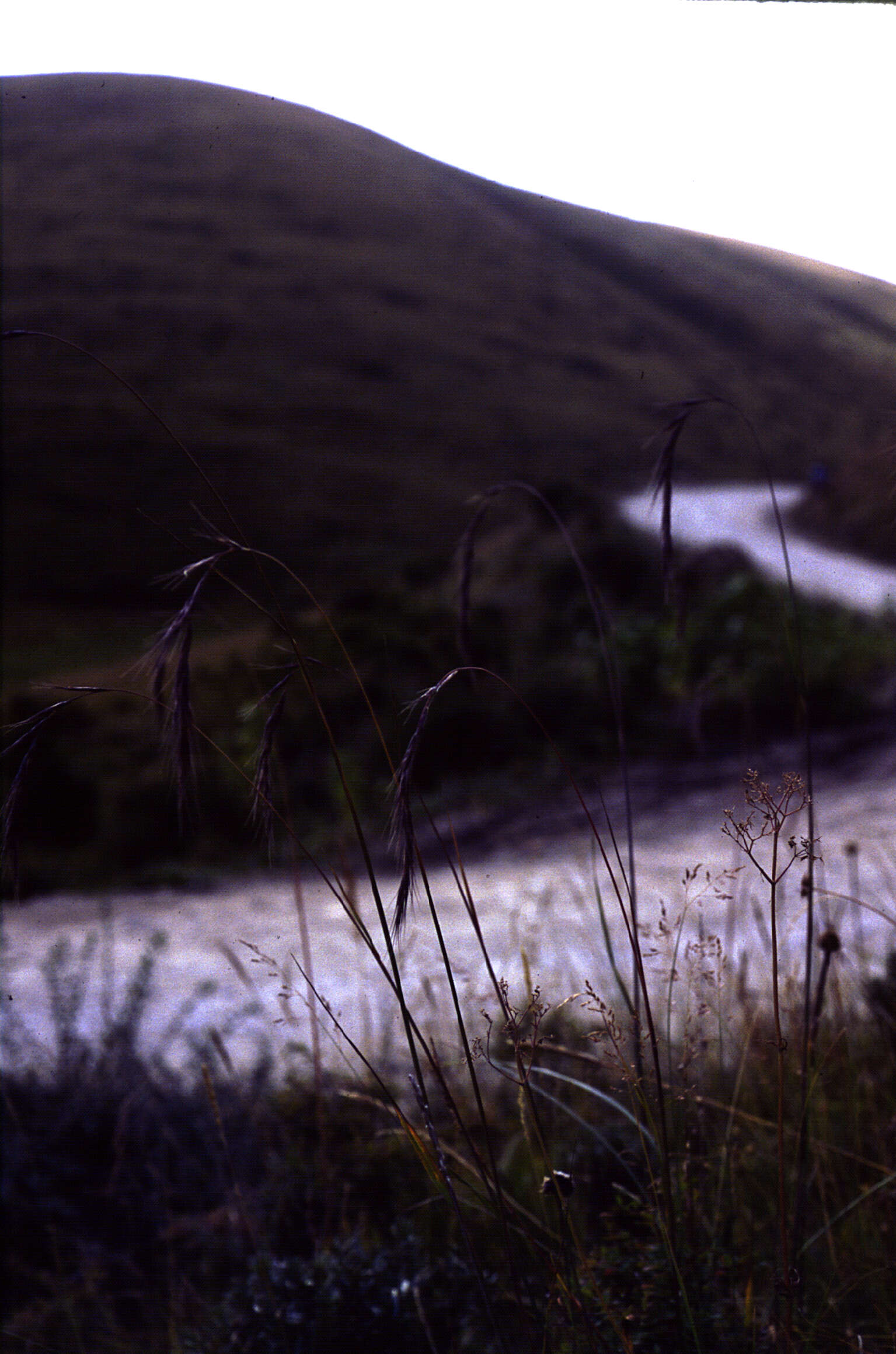 Image of Elymus L.