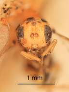 Perilampella hecataeus (Walker 1839)的圖片