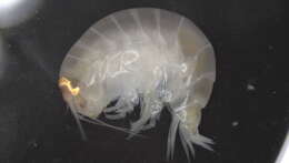 Image of Amphipoda