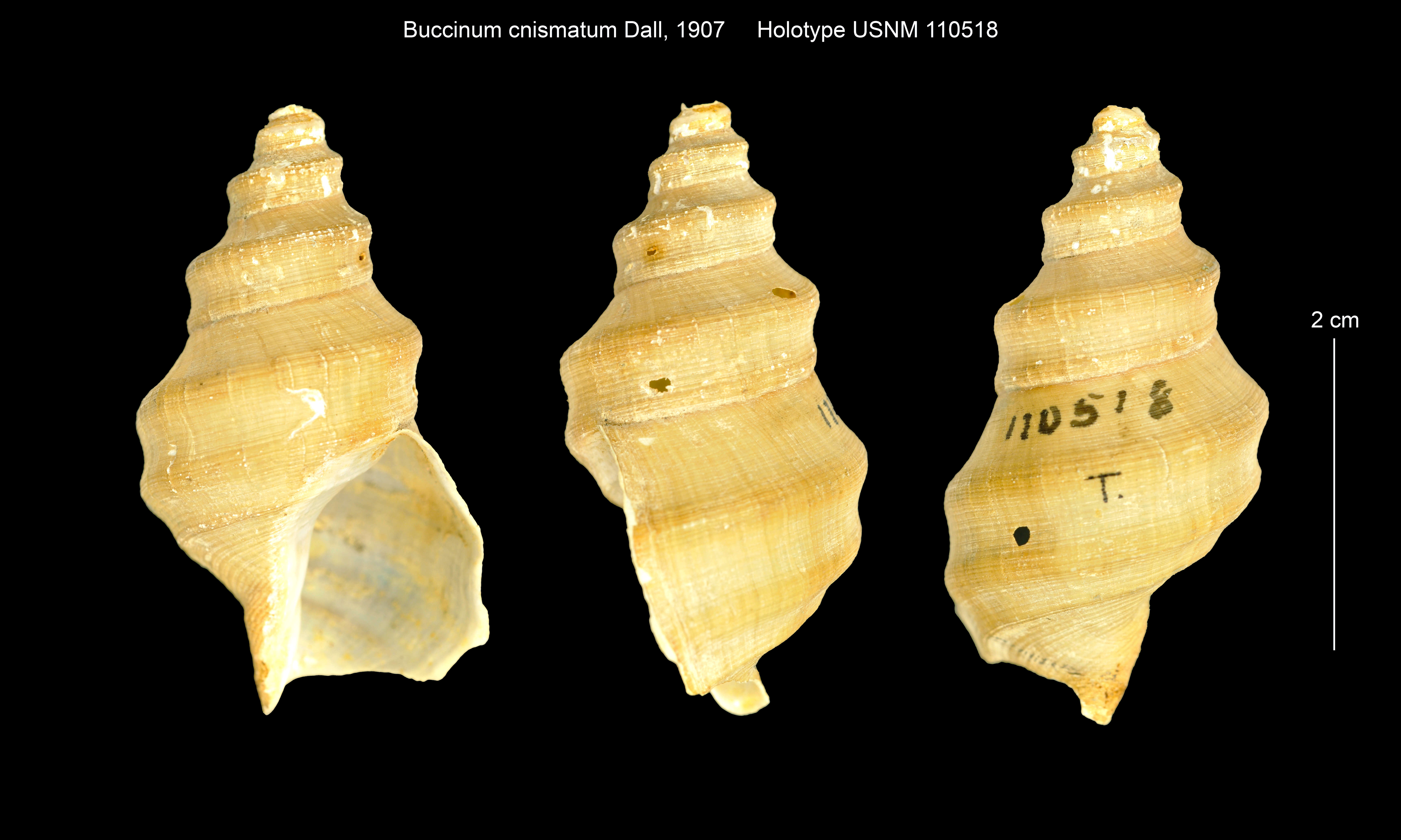 Sivun Buccinum cnismatum Dall 1907 kuva