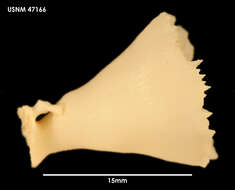 Image of Crispatotrochus irregularis (Cairns 1982)