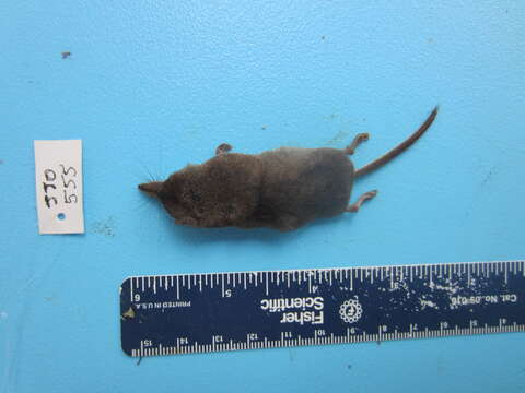 Image of Sorex cinereus cinereus Kerr 1792