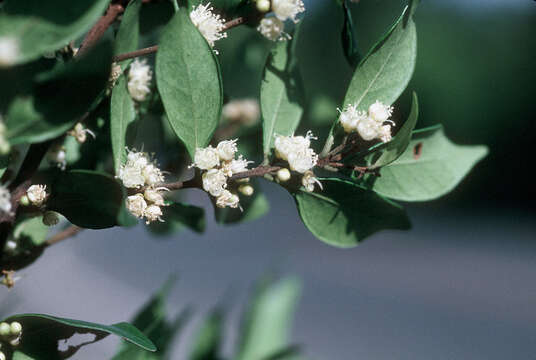 Image of birdcherry