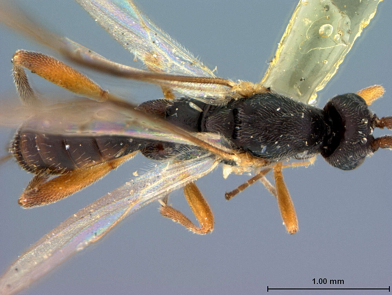 Image de Orgilus coleophorae Muesebeck 1970