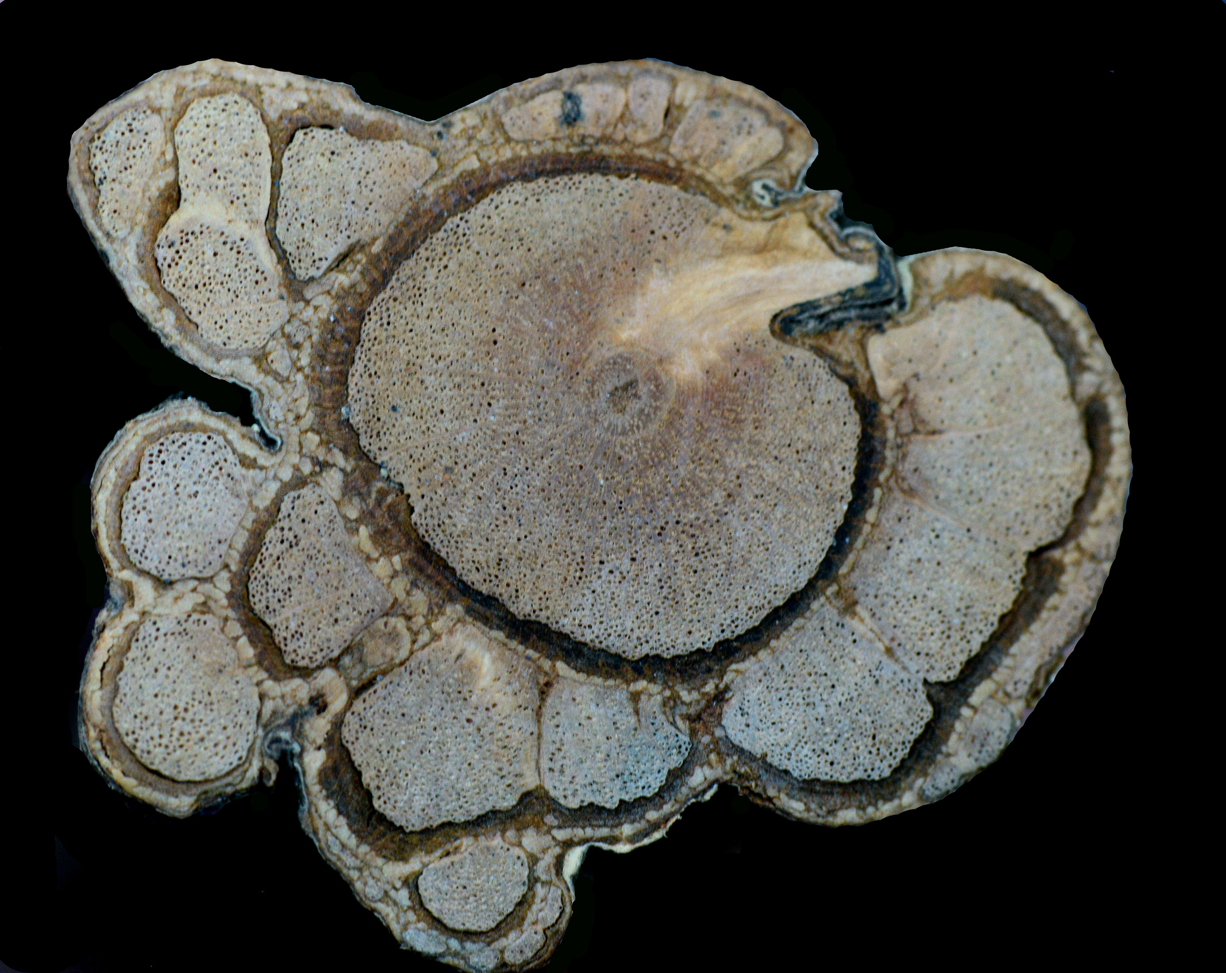 Image of <i>Paullinia pseudota</i>