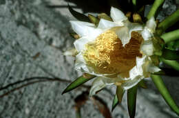 Image of dragon fruit