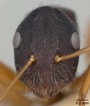 Image of Camponotus capperi unctulus Wheeler 1917