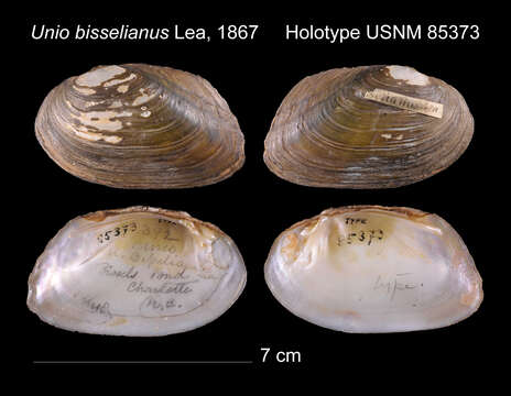 Image of Unio bisselianus I. Lea 1867