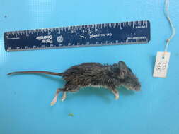 Image of White-footed Deermouse