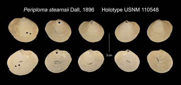 Image of Periploma stearnsii Dall 1896