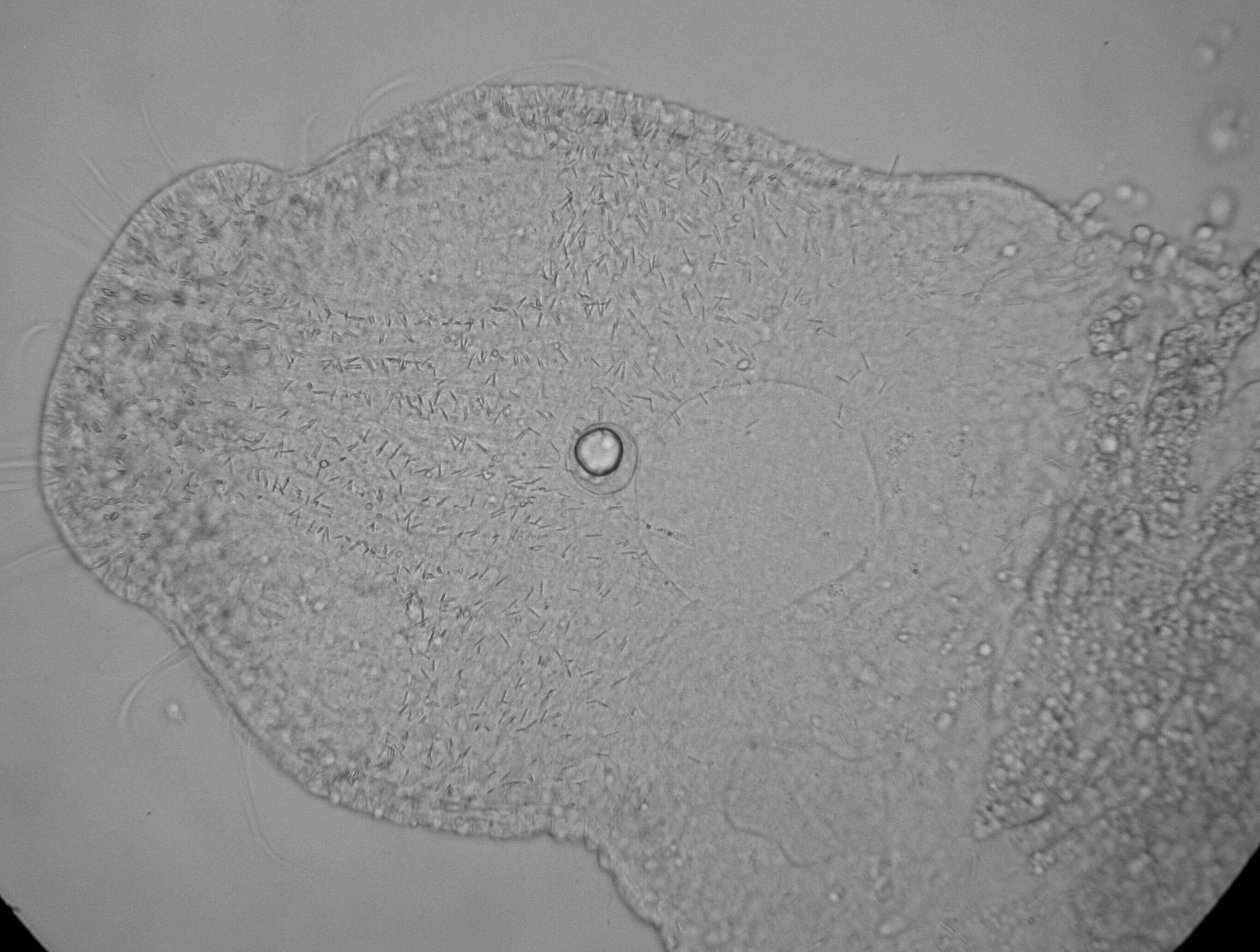 Image of Xenotoplana Ax, Weidemann & Ehlers 1978