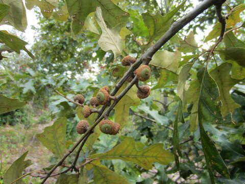 Image de Quercus laevis Walter