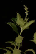 Image of Croton roxanae Croizat