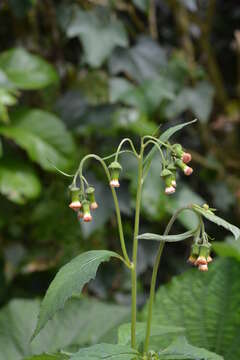 Image of ragleaf