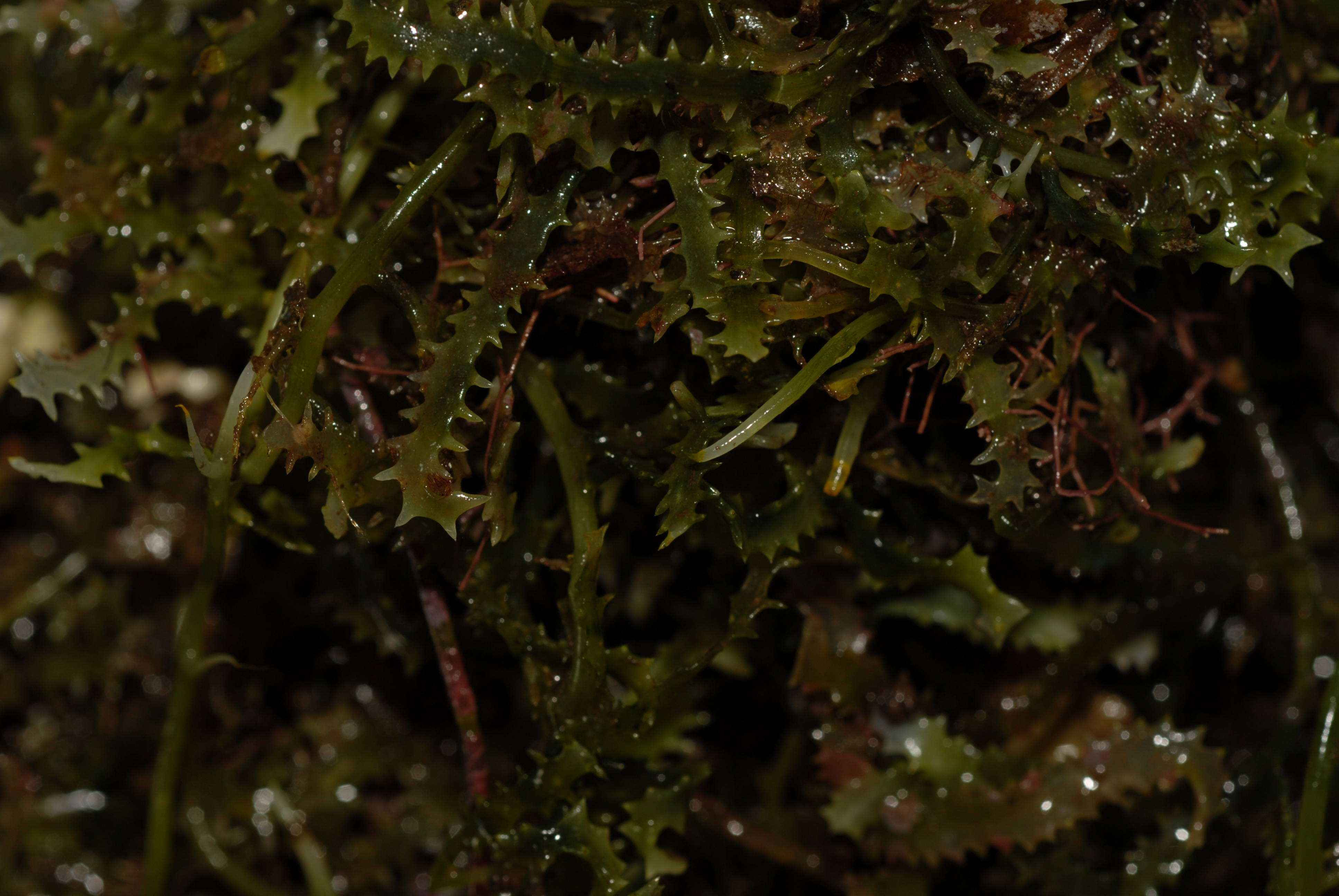 Image of Caulerpa J. V. F. Lamouroux 1809