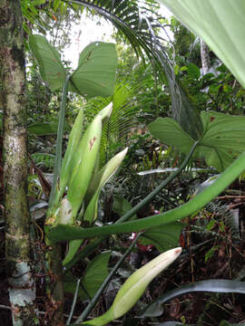 Imagem de Philodendron quinquenervium Miq.