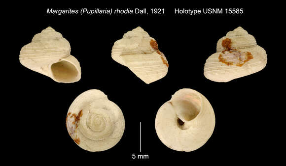 Image of Margarites salmoneus (Carpenter 1864)